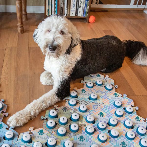 10-most-famous-dogs-on-tiktok-to-follow