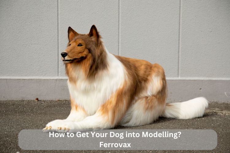 How to Get Your Dog into Modelling