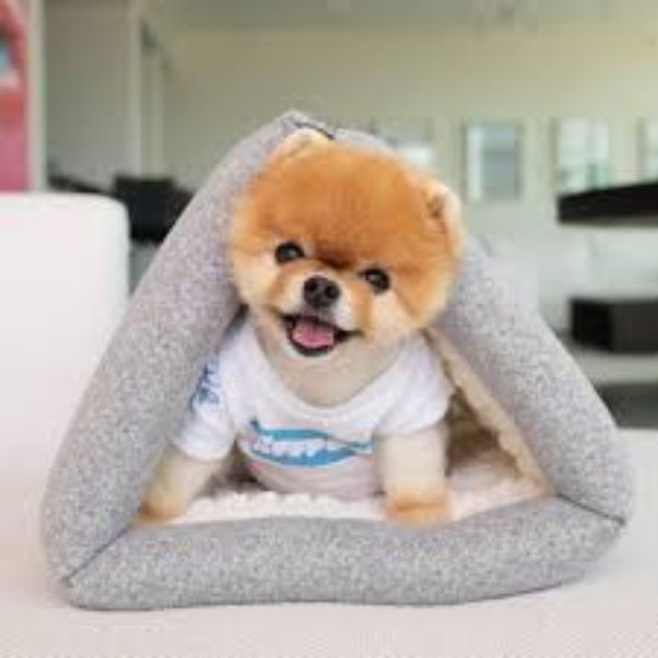 10 Most Famous Dogs on TikTok to Follow