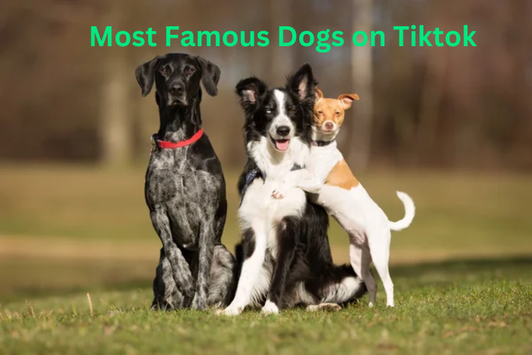famous dogs on tiktok