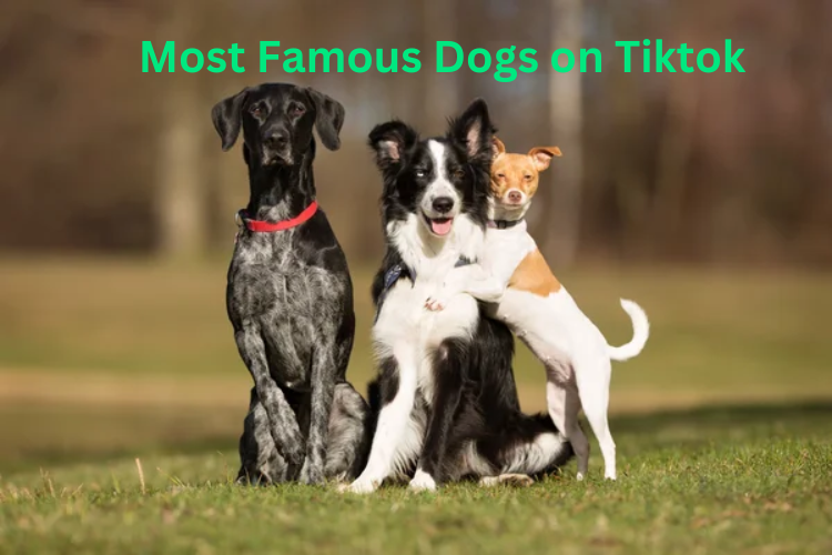 10 Most Famous Dogs On TikTok To Follow