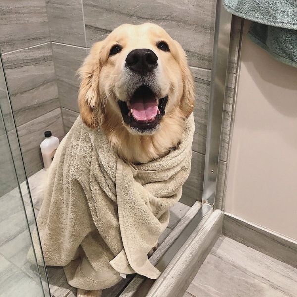 10-most-famous-dogs-on-tiktok-to-follow