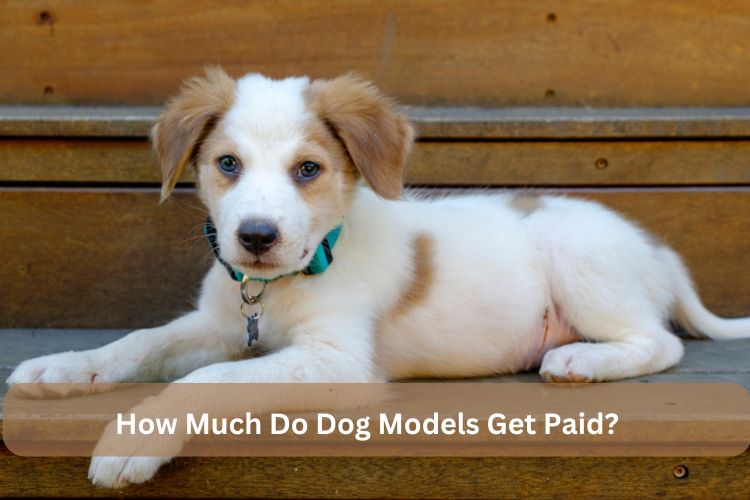 How Much Do Dog Models Get Paid